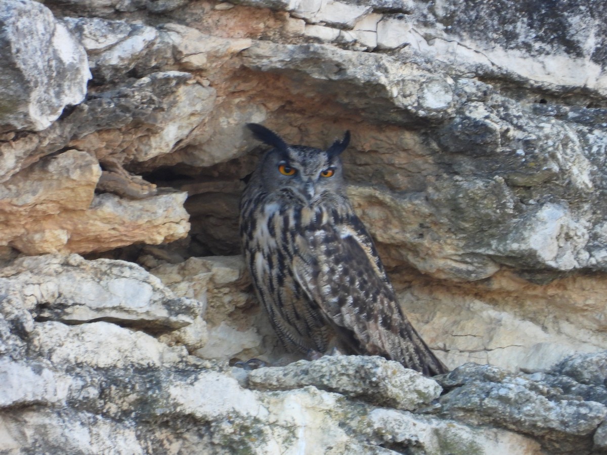 Eurasian Eagle-Owl - ML643991996