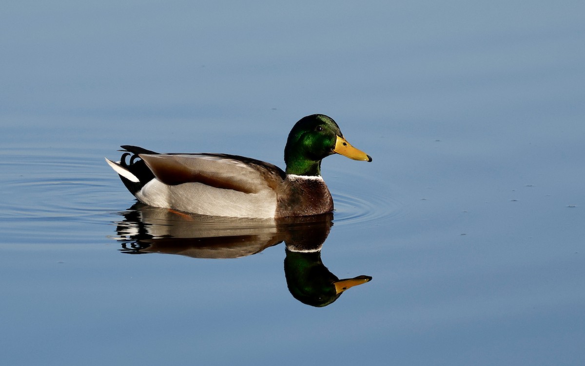 Mallard - ML643992006