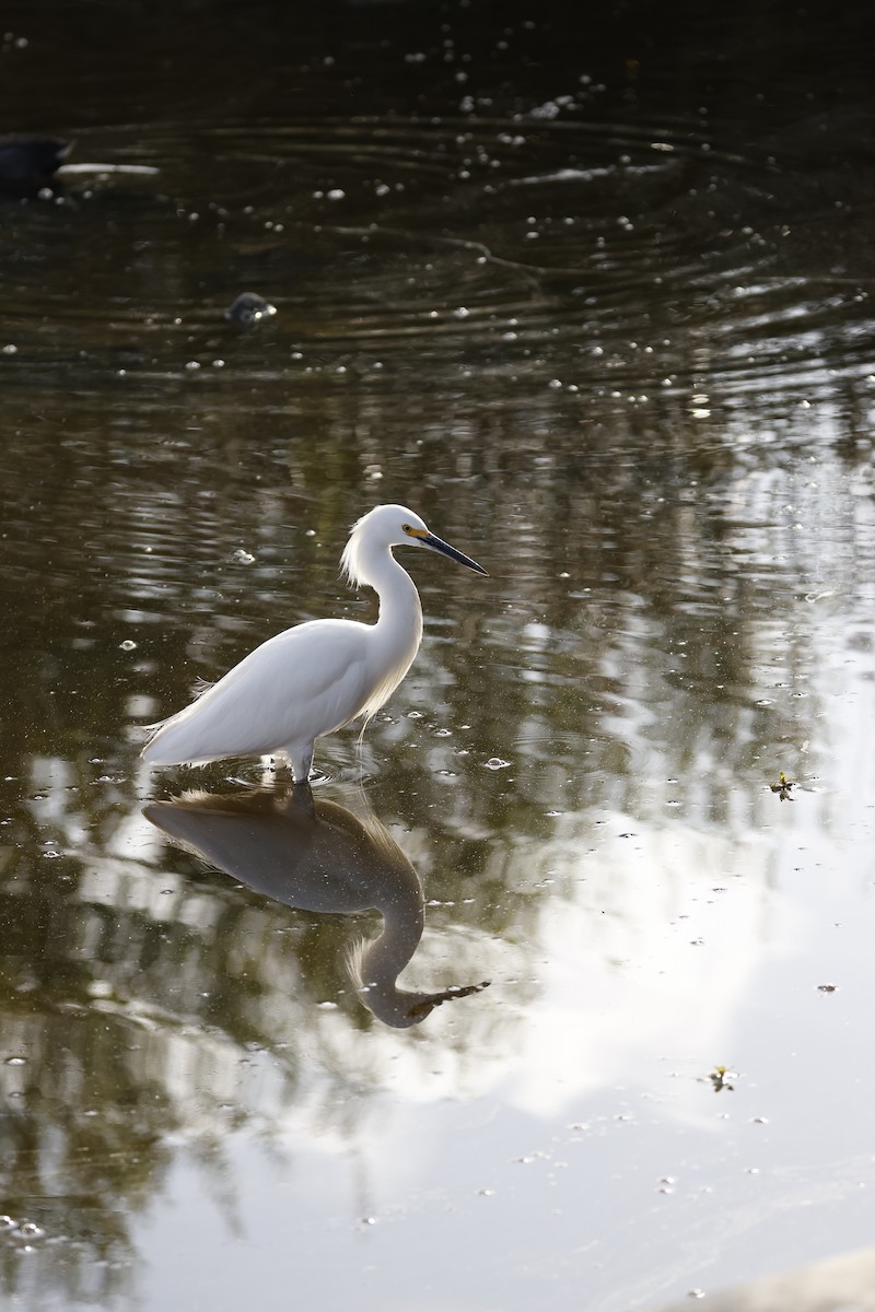 Snowy Egret - ML643992015