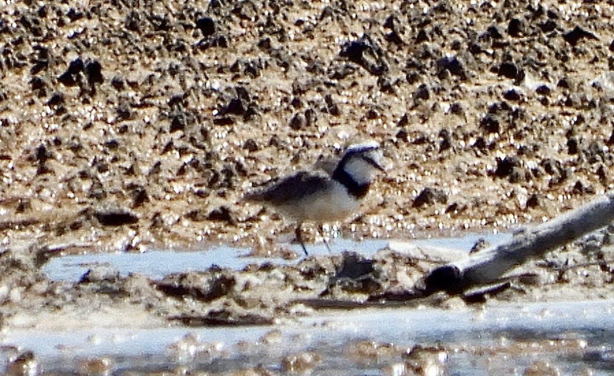 Madagascar Plover - ML643992026