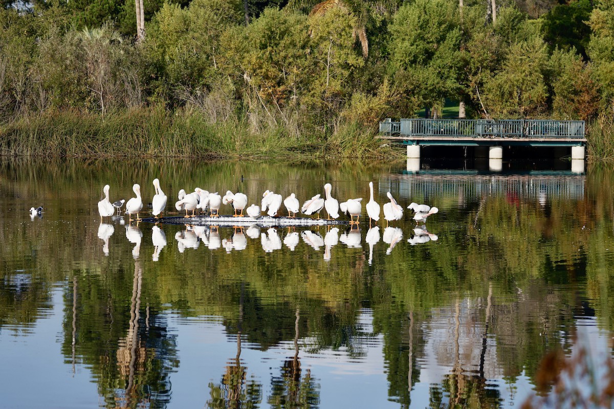American White Pelican - ML643992027