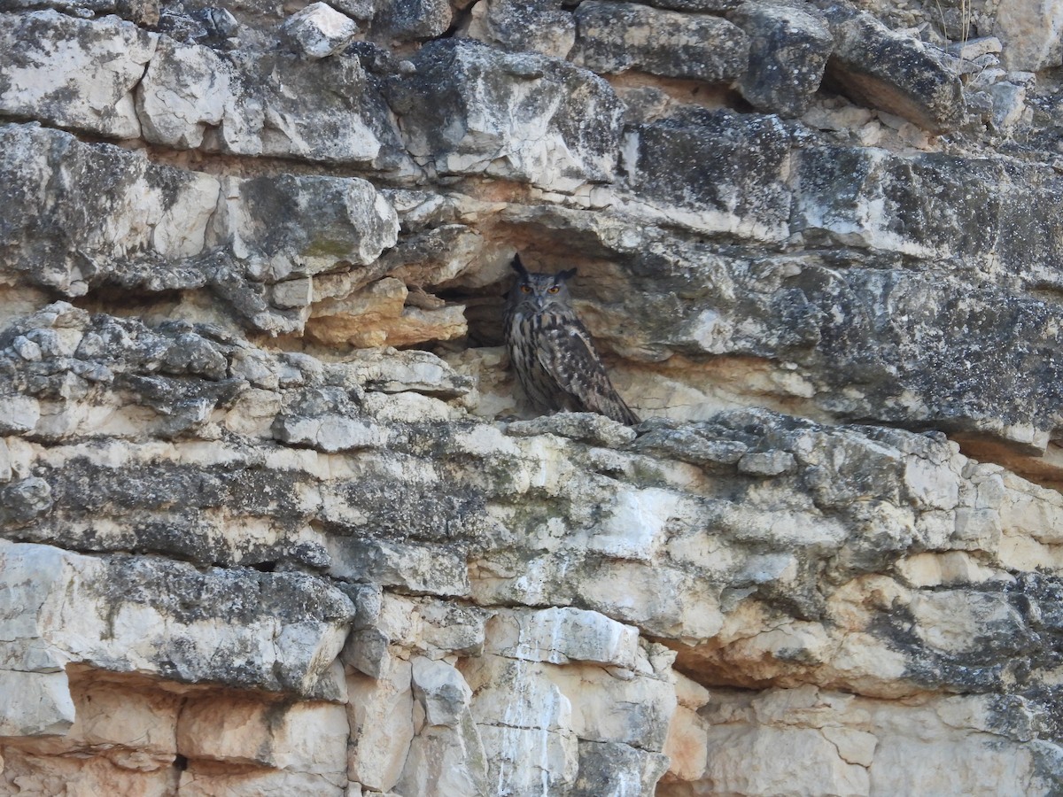 Eurasian Eagle-Owl - ML643992034