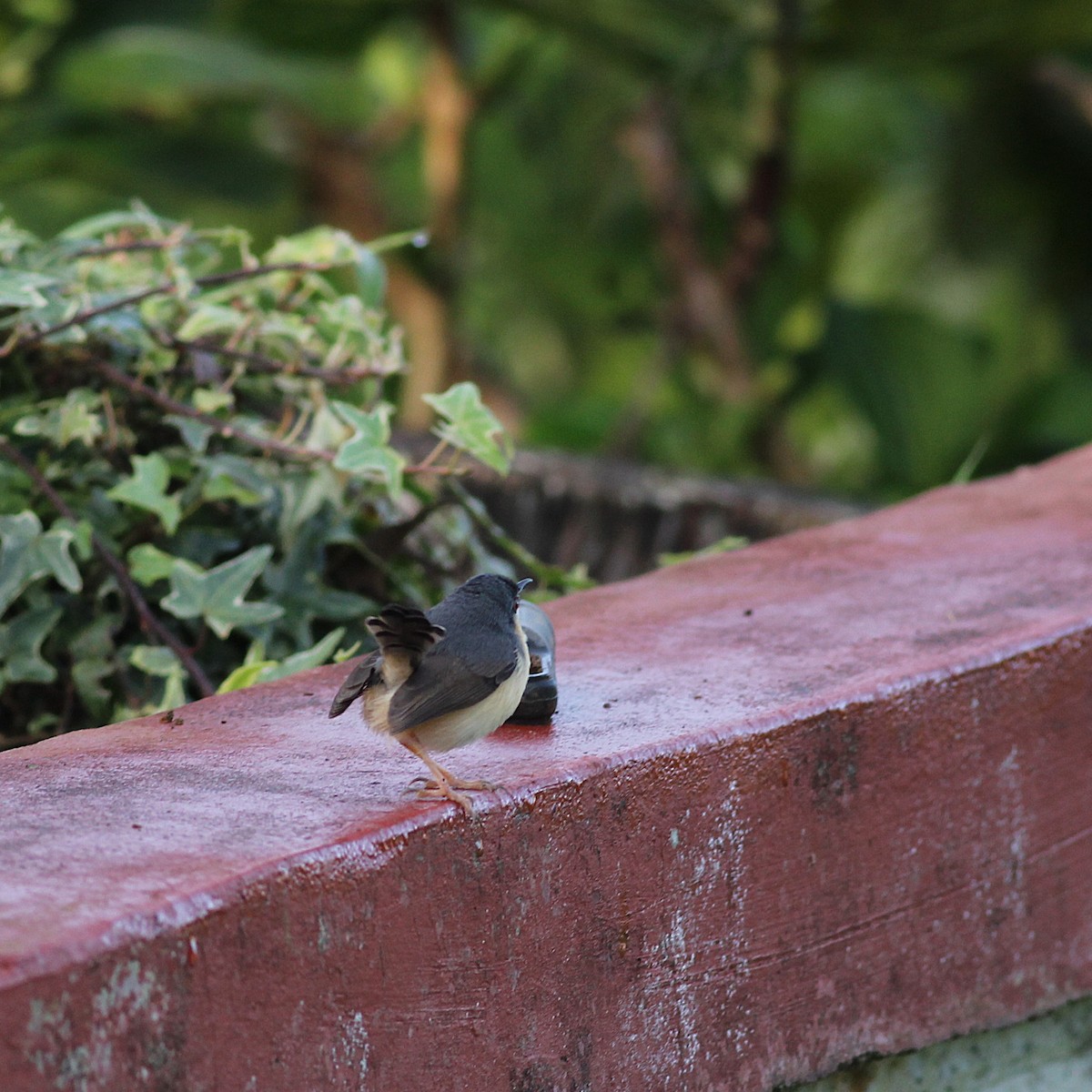 Ashy Prinia - ML643992035