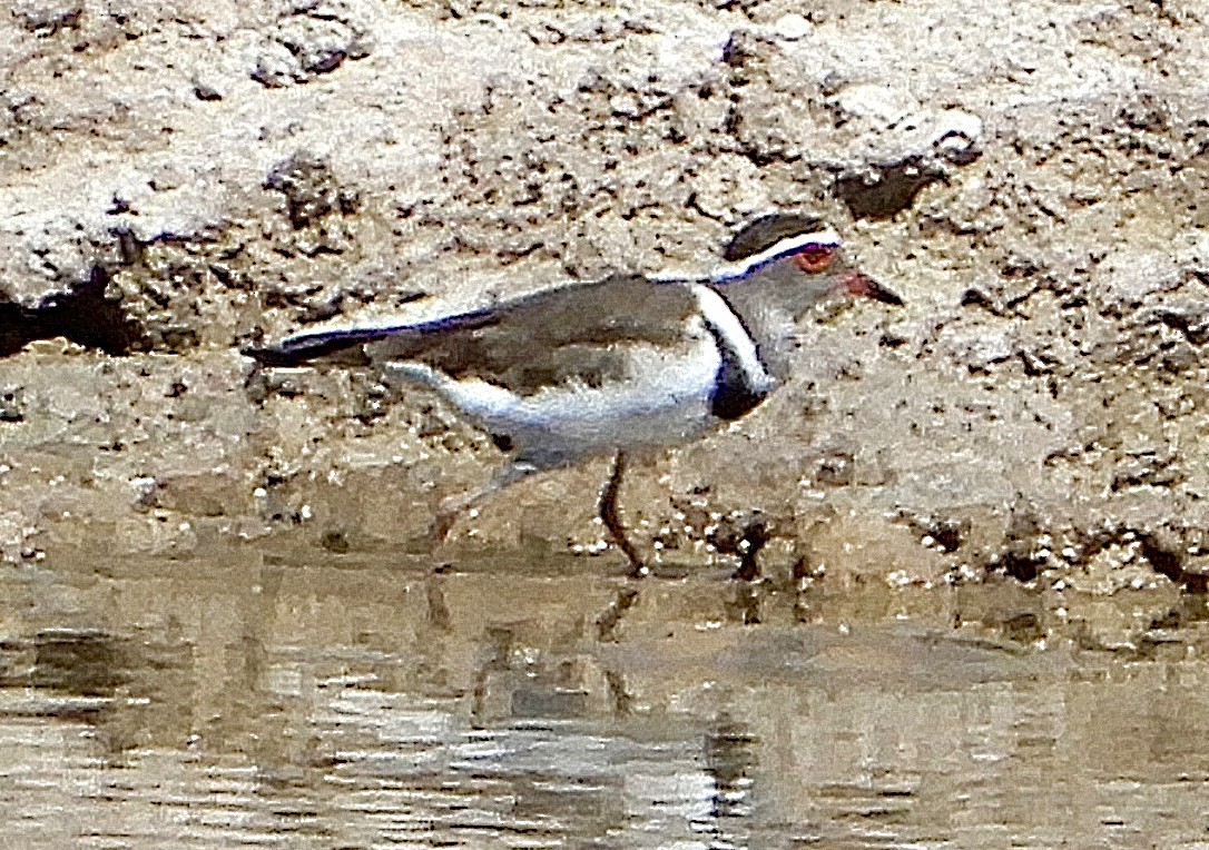 Three-banded Plover - ML643992038