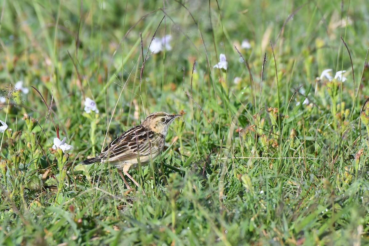 Pectoral-patch Cisticola - ML643992042