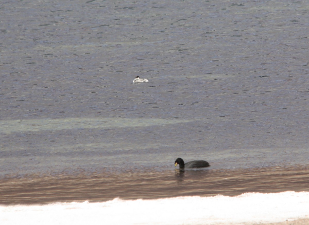 Silvery Grebe - ML643992044