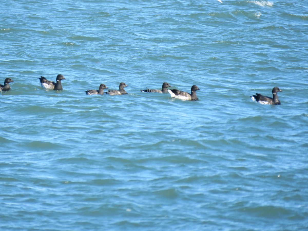 Brant (Pale-bellied) - ML643992050