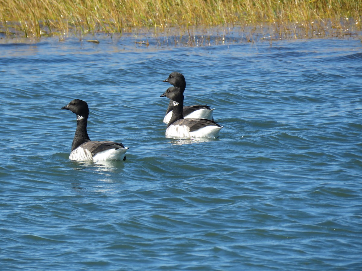 Brant (Pale-bellied) - ML643992051