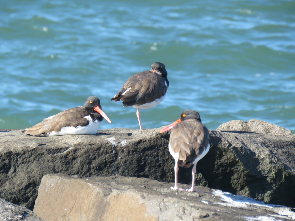 American Oystercatcher - ML643992063