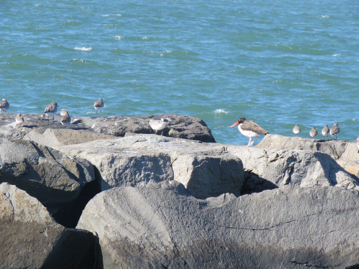 American Oystercatcher - ML643992064