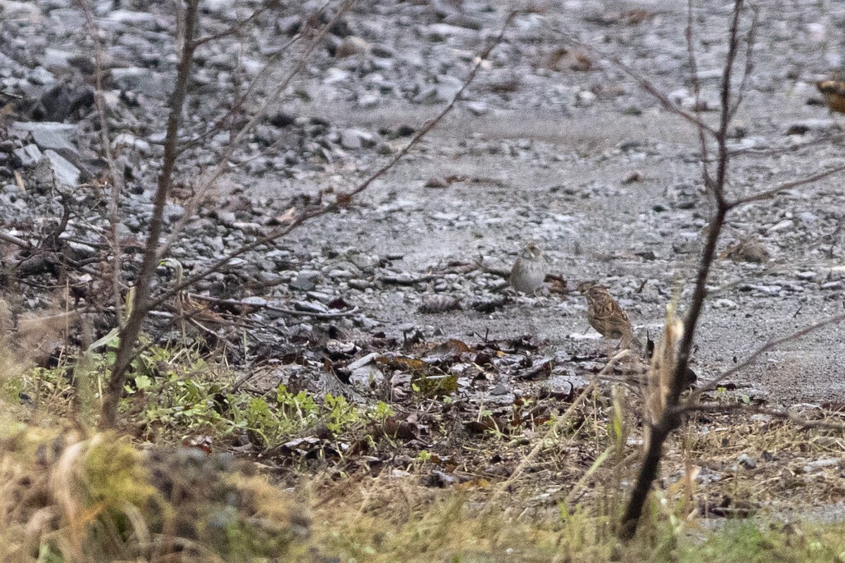 White-throated Sparrow - ML643992074