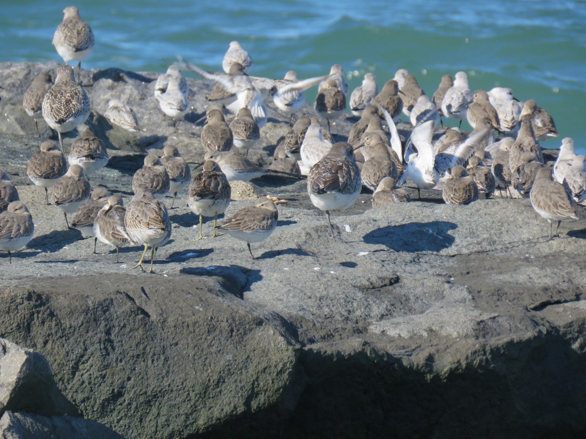 Black-bellied Plover - ML643992076