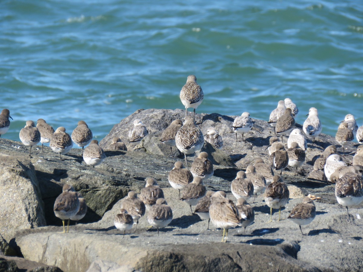 Dunlin - ML643992090