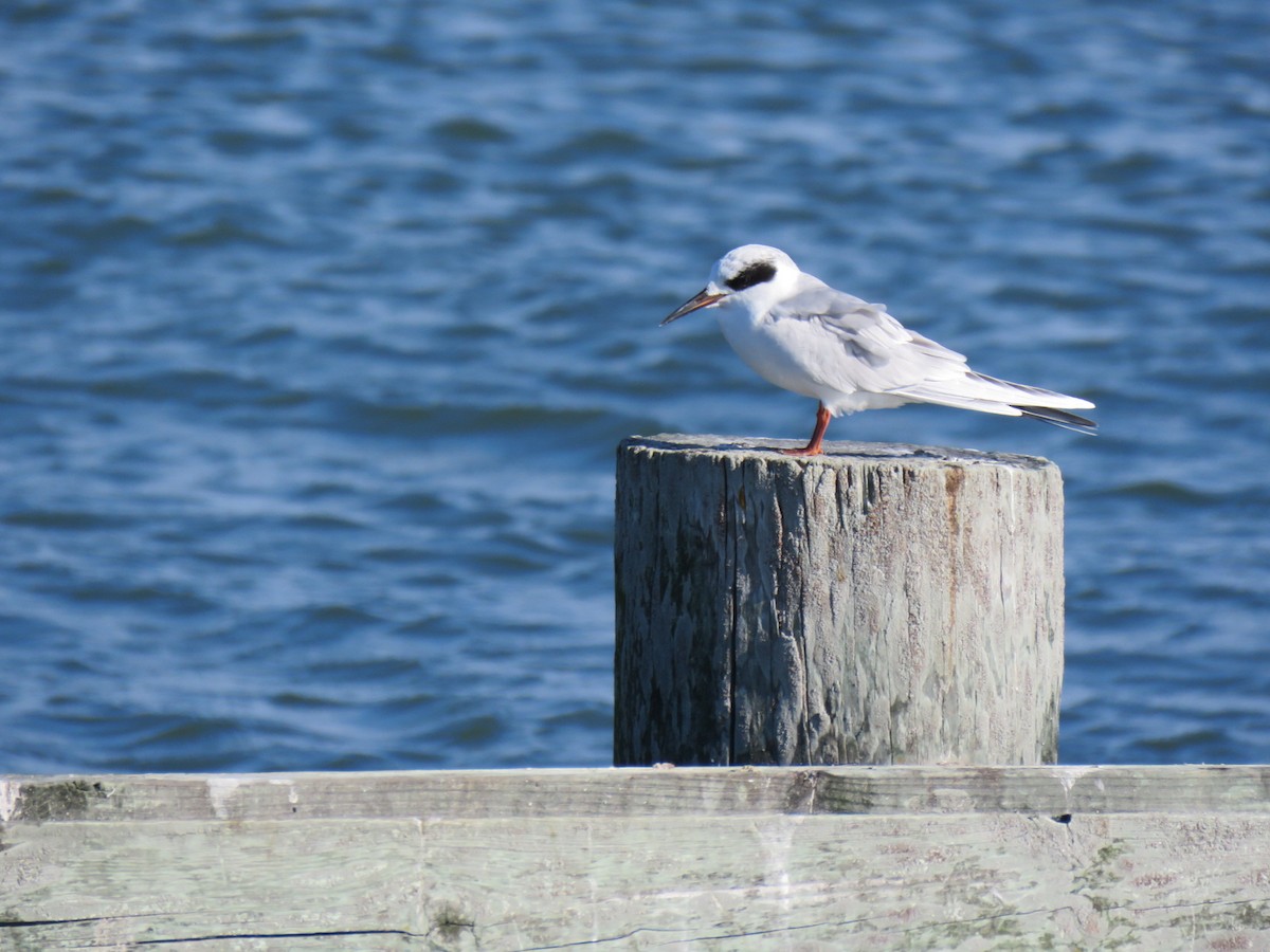 Forster's Tern - ML643992099