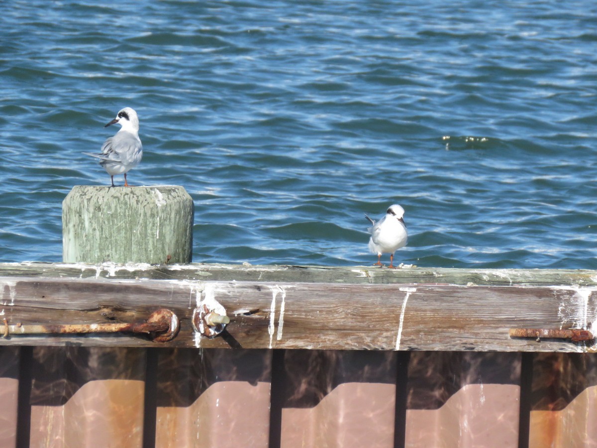 Forster's Tern - ML643992100