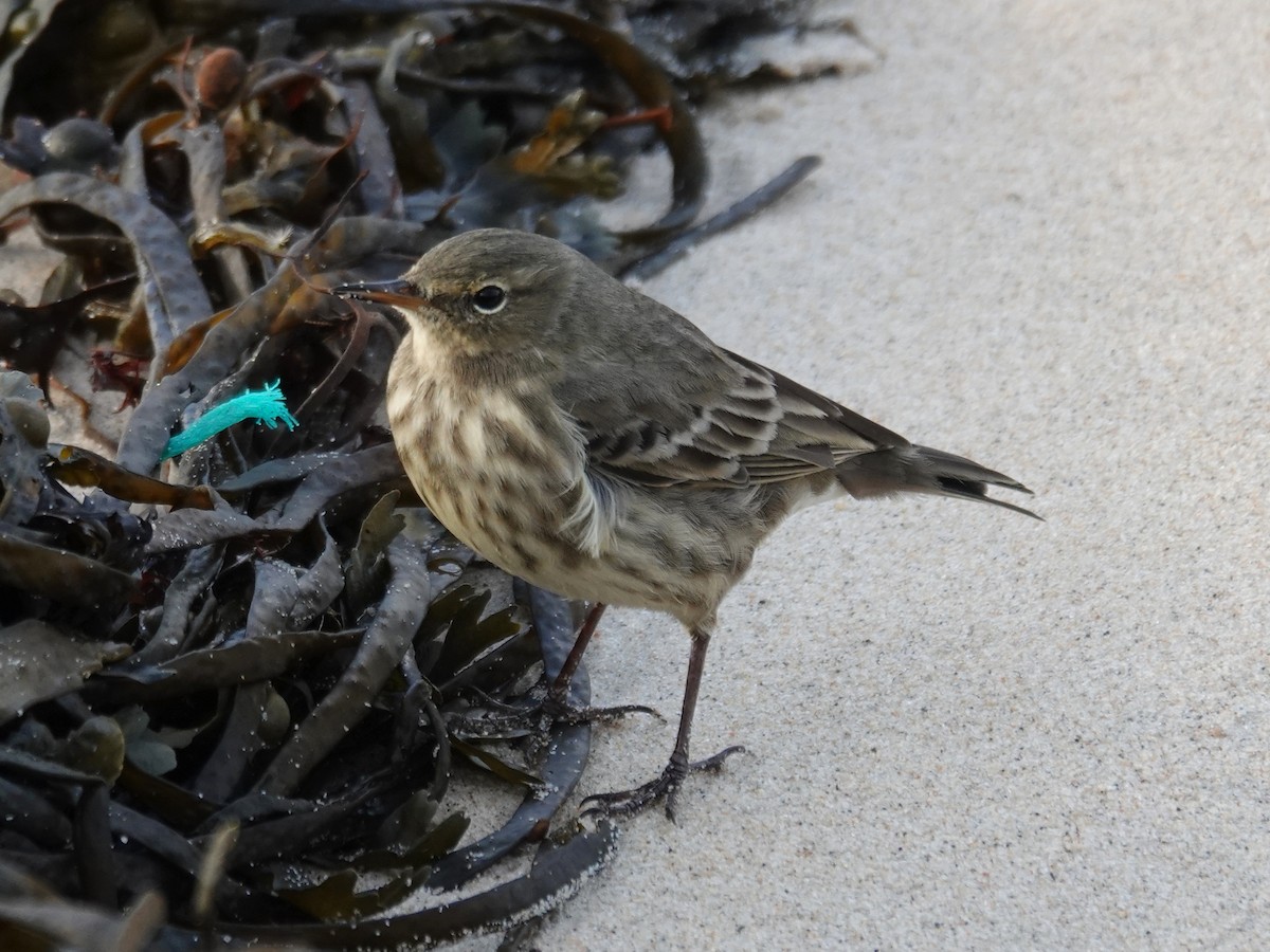 Rock Pipit - ML643992102