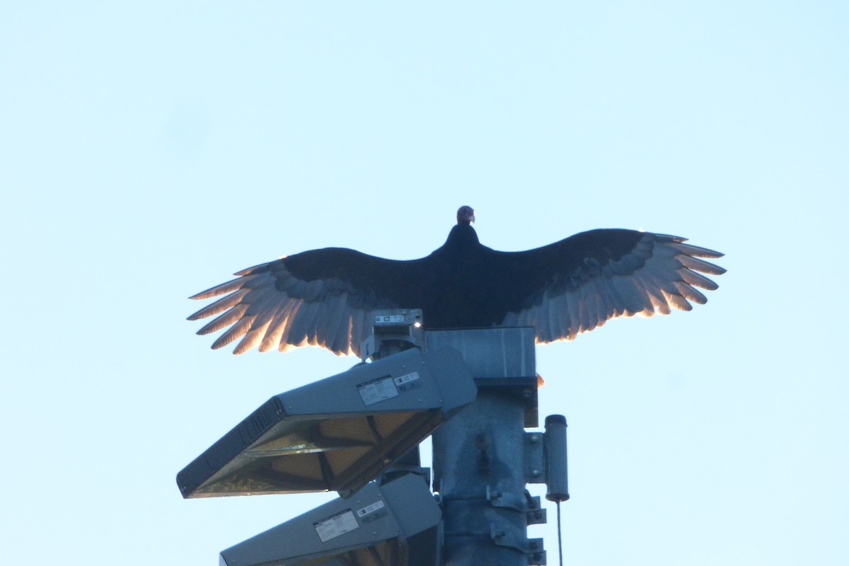 Turkey Vulture - ML643992103