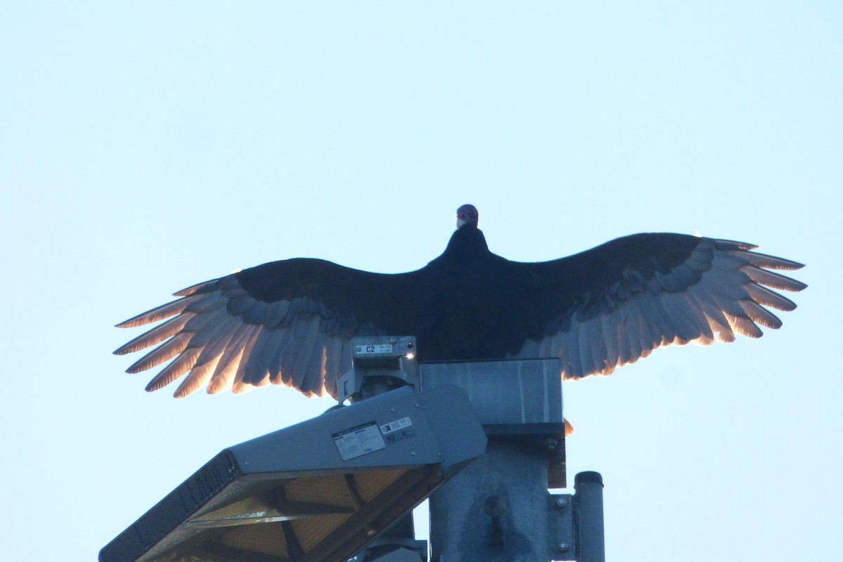 Turkey Vulture - ML643992109