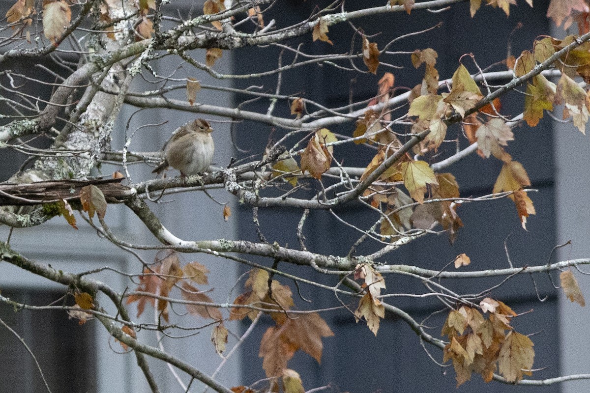 White-crowned Sparrow - ML643992110