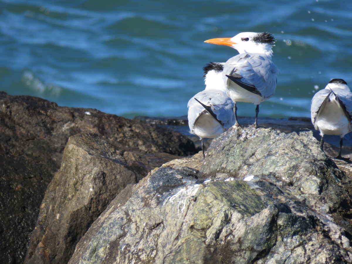 Royal Tern - ML643992114
