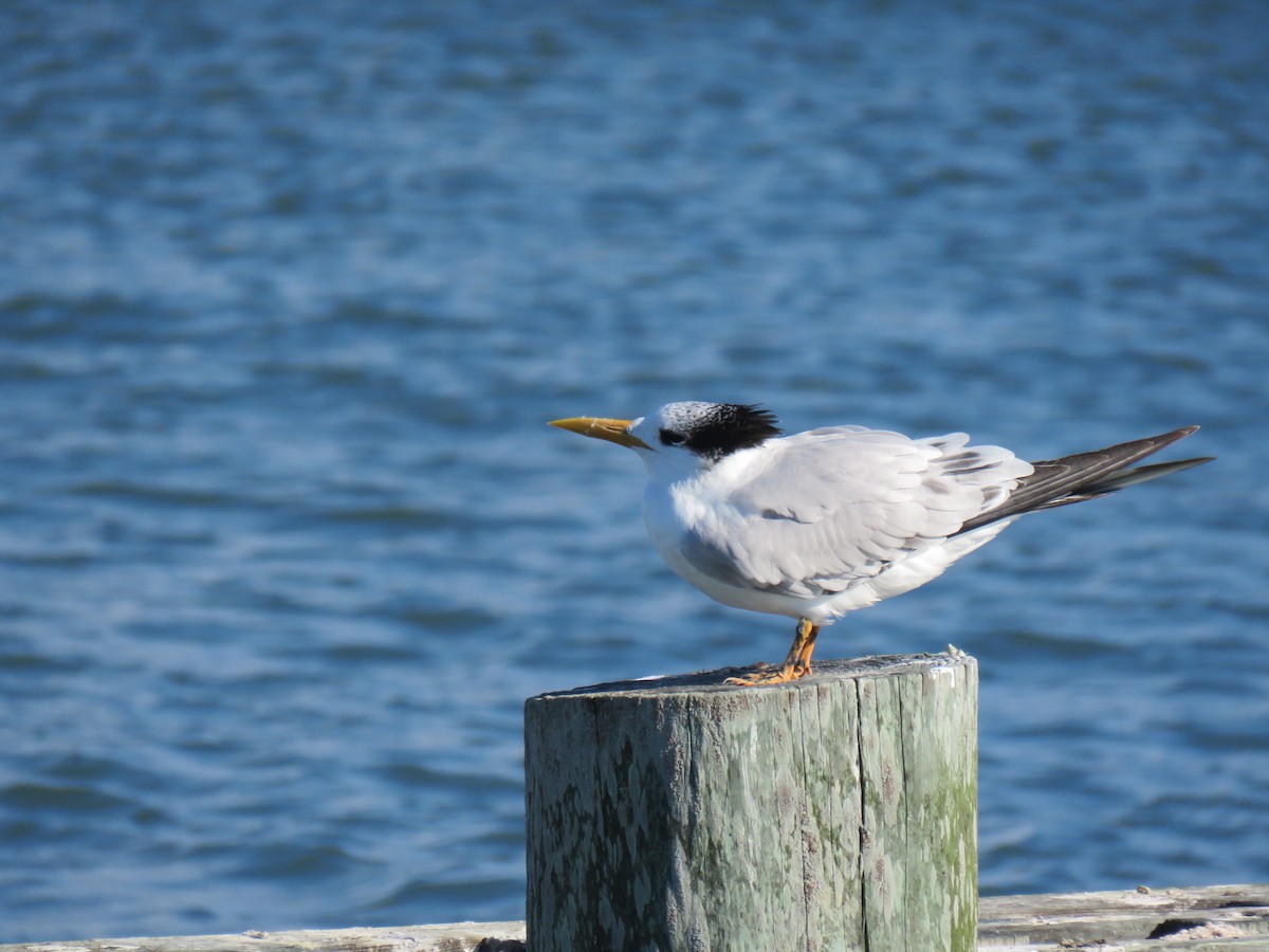 Royal Tern - ML643992115