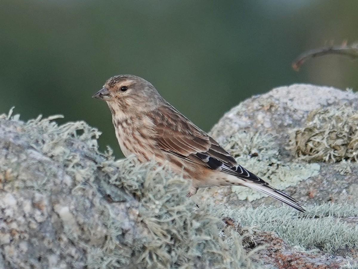 Eurasian Linnet - ML643992117