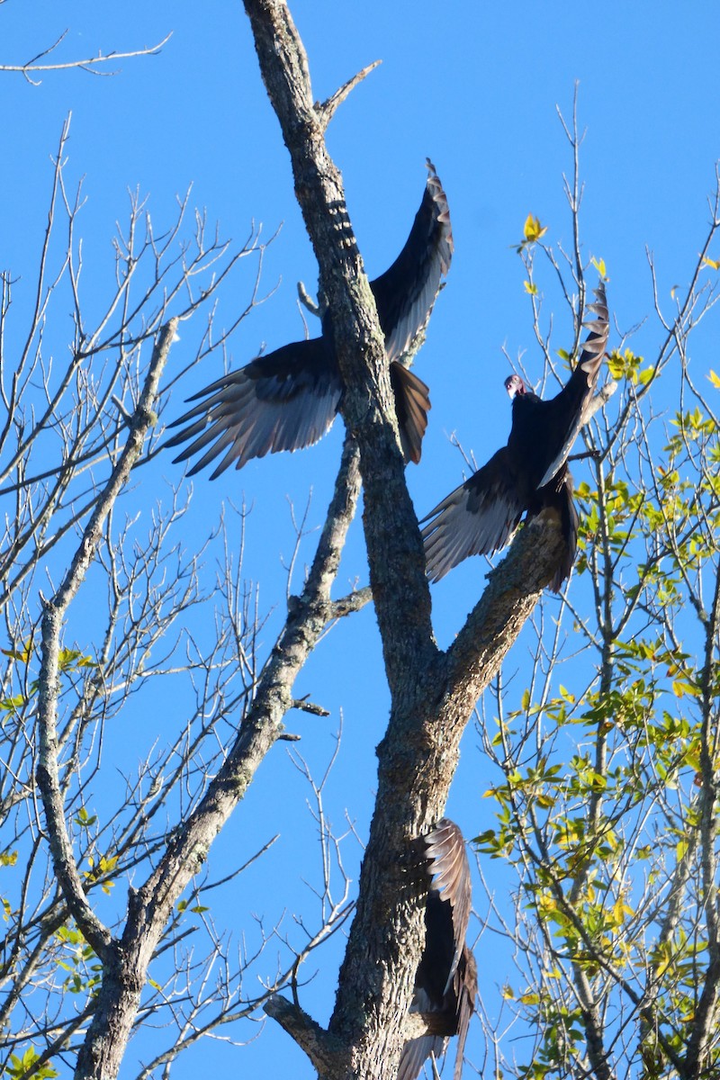 Turkey Vulture - ML643992120