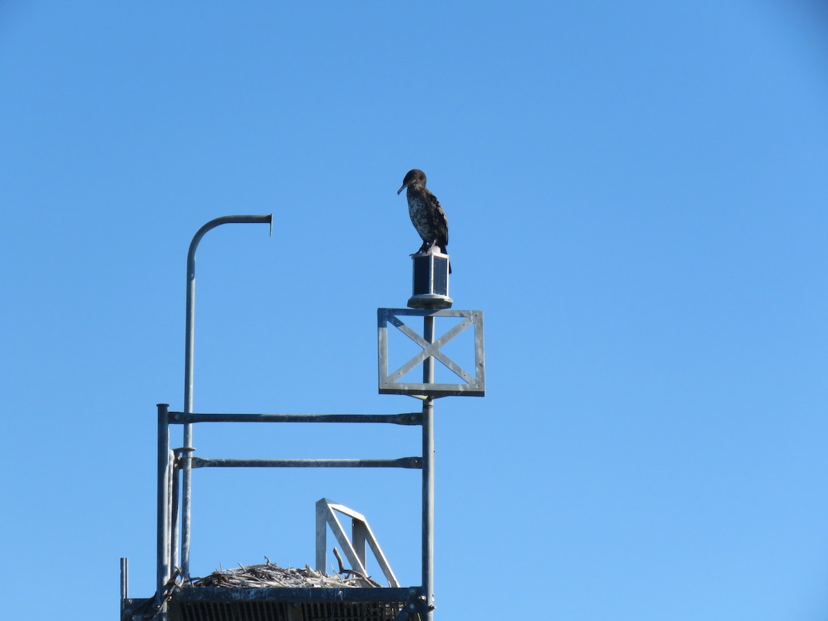 Great Cormorant (North Atlantic) - ML643992126
