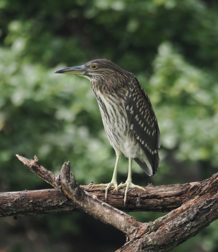 Black-crowned Night Heron (Eurasian) - ML643992130