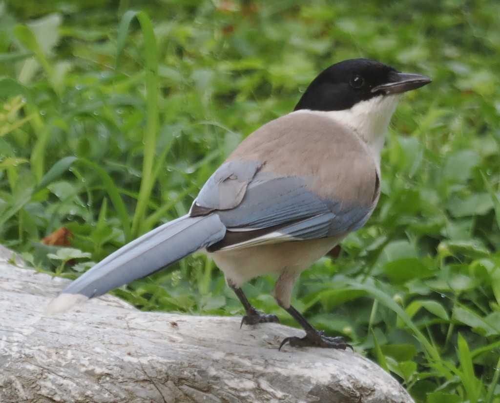 Mavi Saksağan - ML643992138