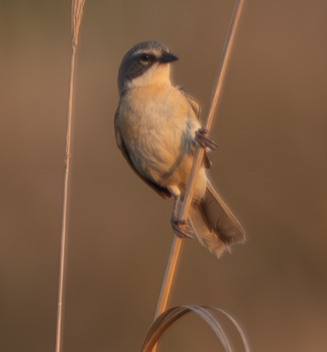 rørspurv - ML643992142