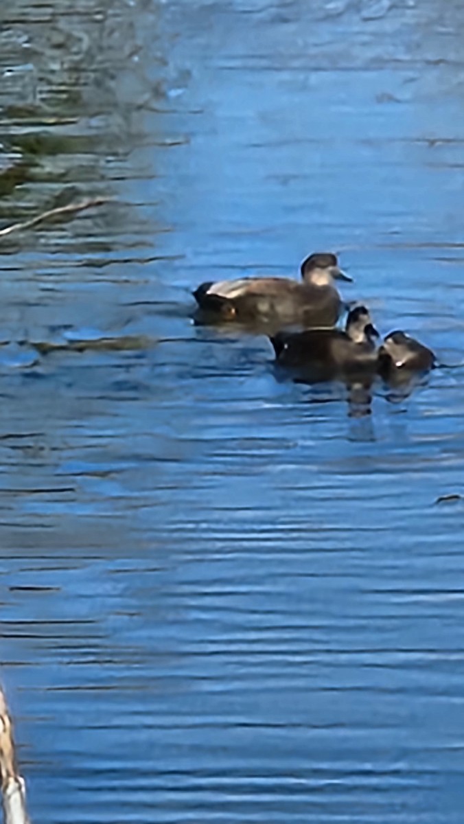 Gadwall - ML643992146