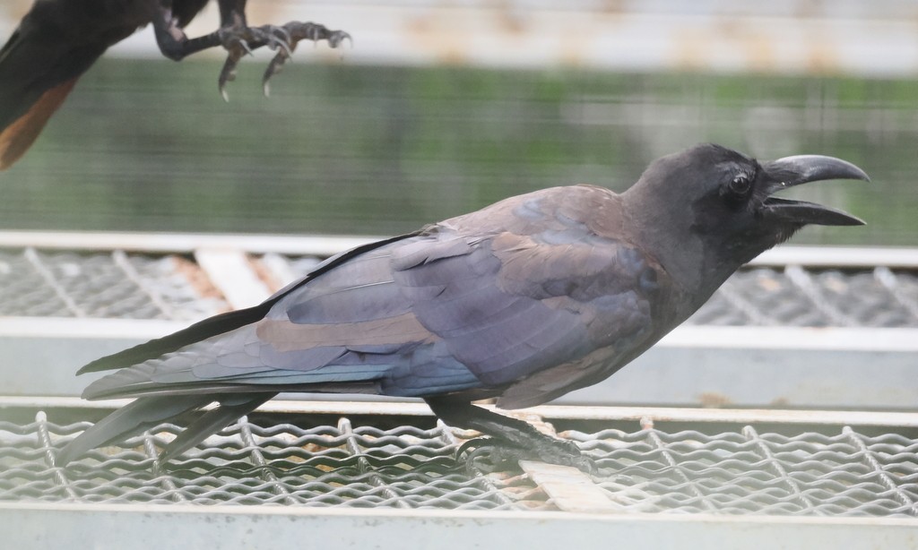 Large-billed Crow - ML643992156