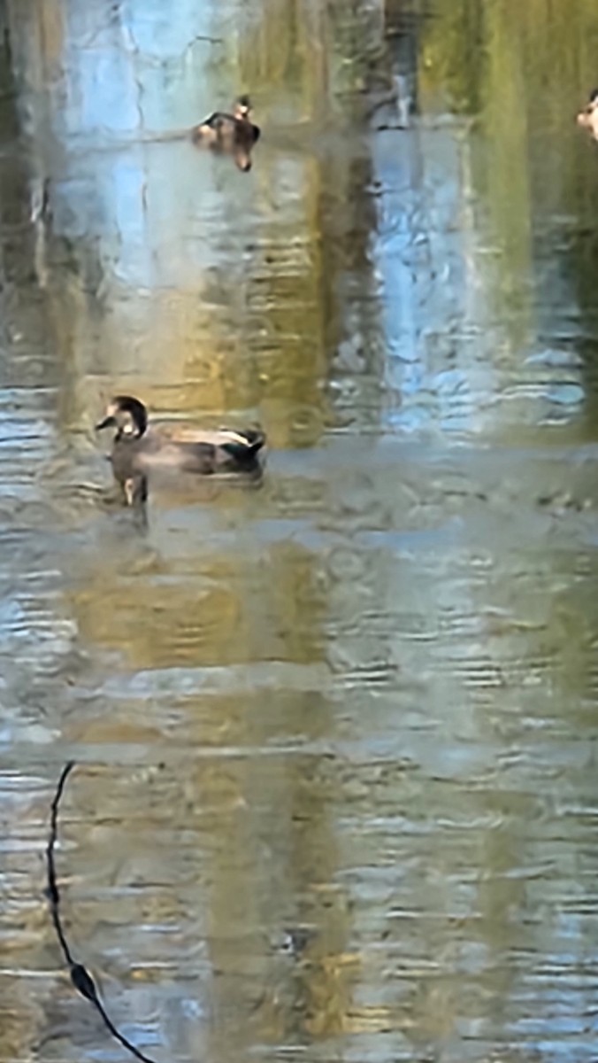 Gadwall - ML643992163