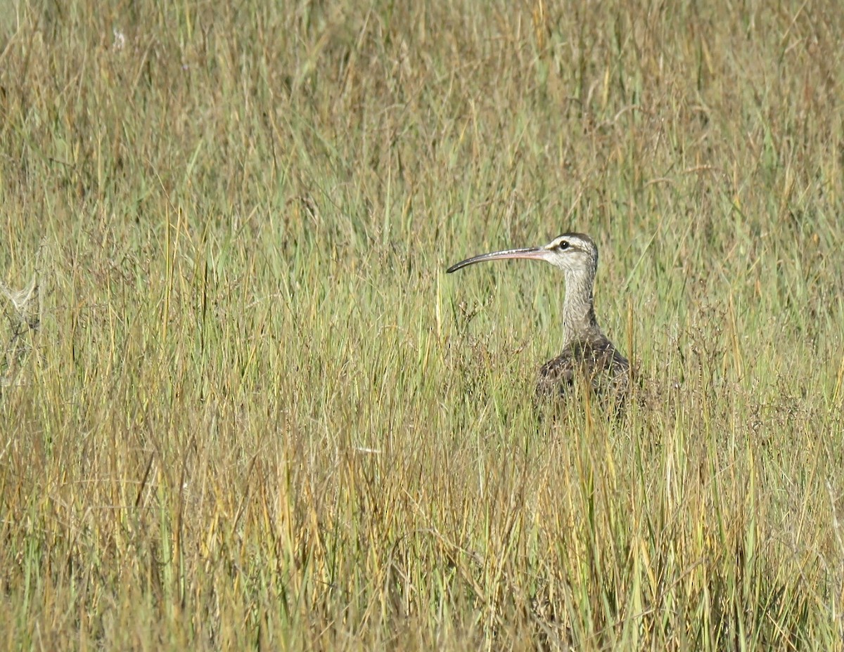 Hudsonian Whimbrel - ML643992164