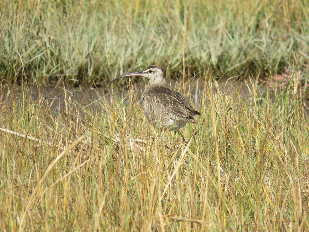 Hudsonian Whimbrel - ML643992165