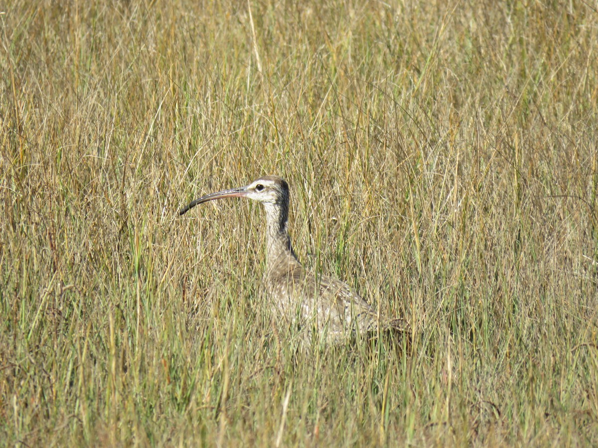 Hudsonian Whimbrel - ML643992166
