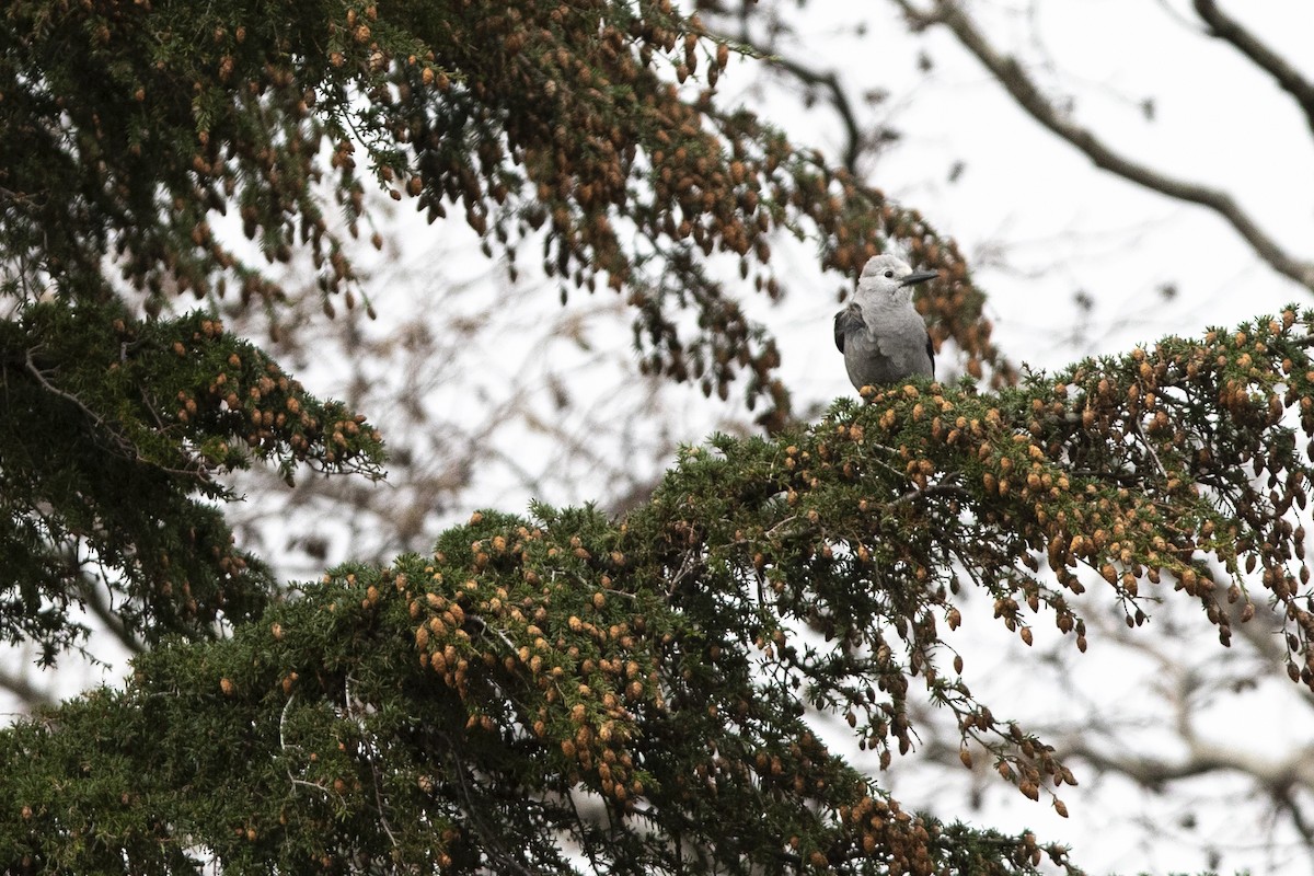 Clark's Nutcracker - ML643992175