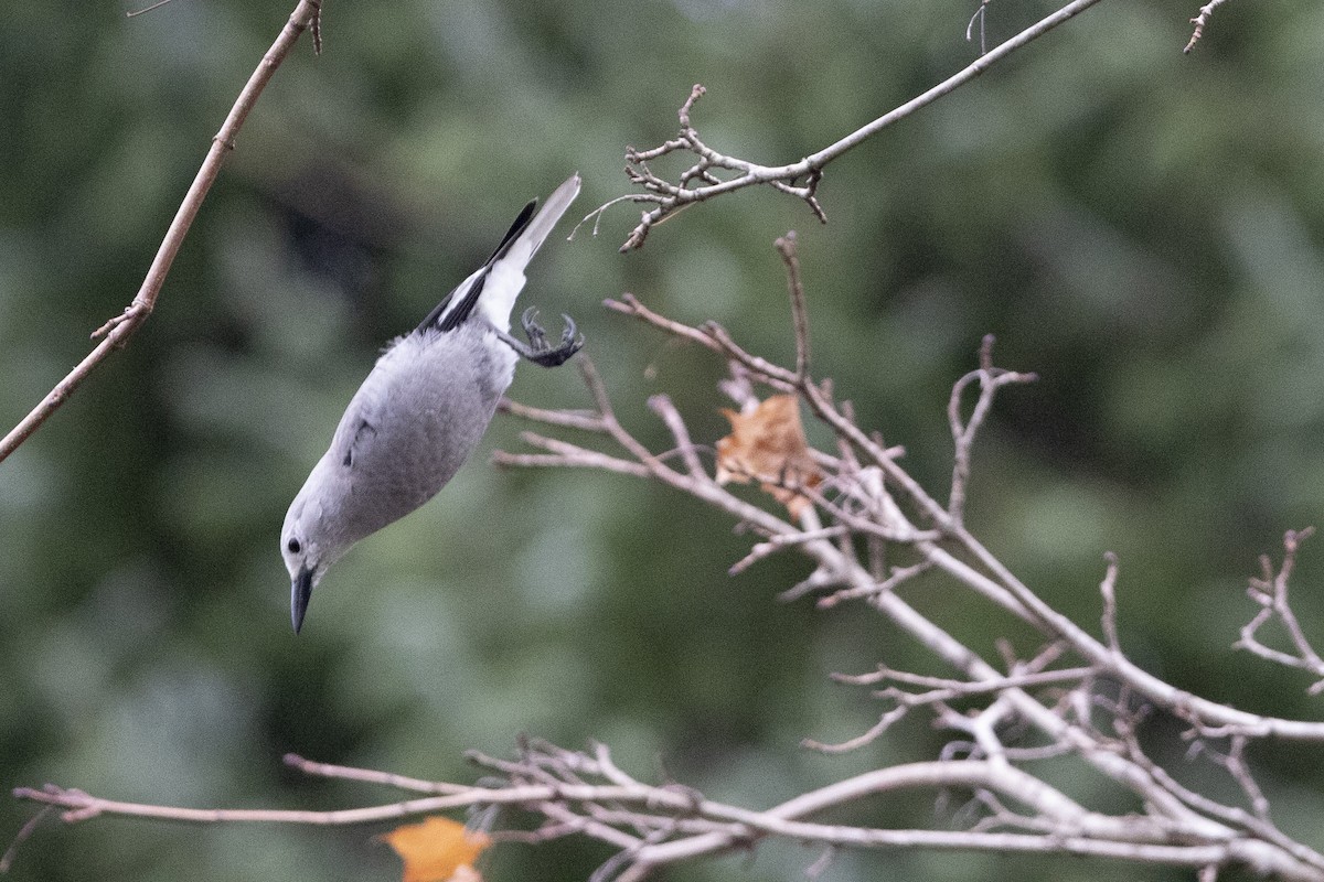 Clark's Nutcracker - ML643992176