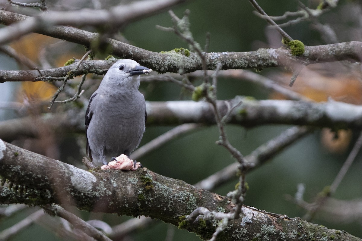 Clark's Nutcracker - ML643992177