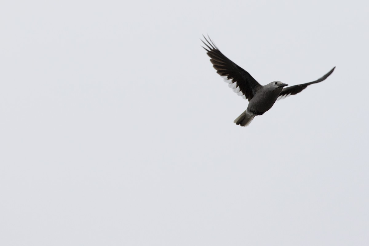 Clark's Nutcracker - ML643992178