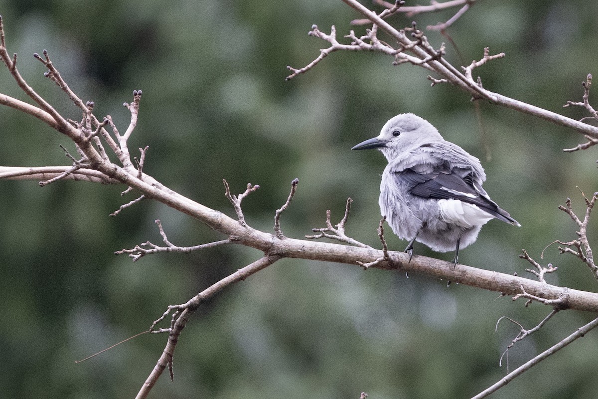 Clark's Nutcracker - ML643992179