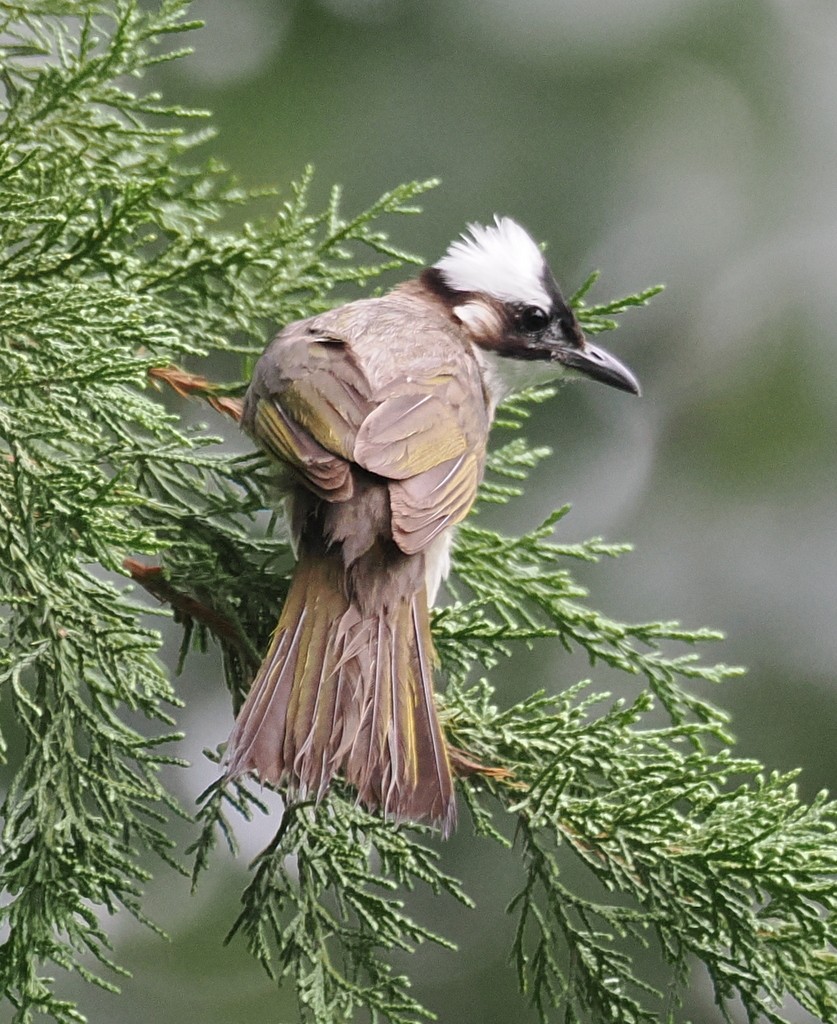 Light-vented Bulbul - ML643992181