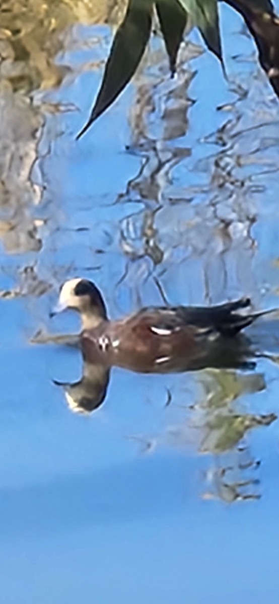 American Wigeon - ML643992188