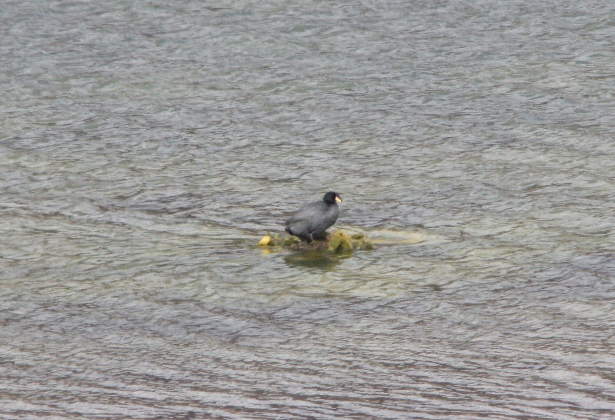 Horned Coot - ML643992191