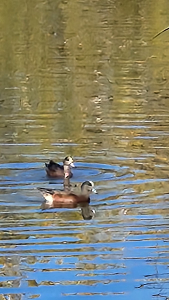 American Wigeon - ML643992192