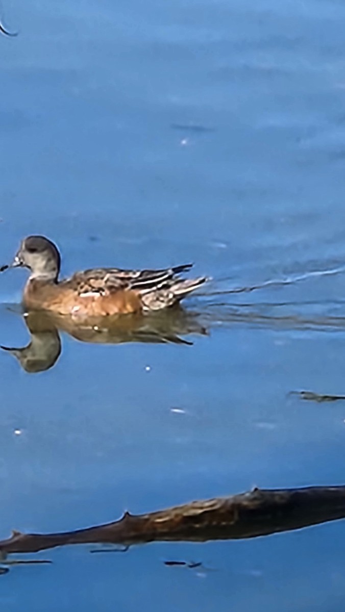 American Wigeon - ML643992208