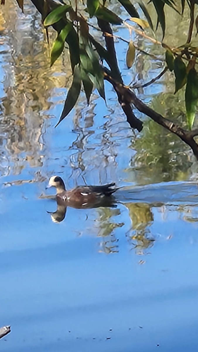 American Wigeon - ML643992209
