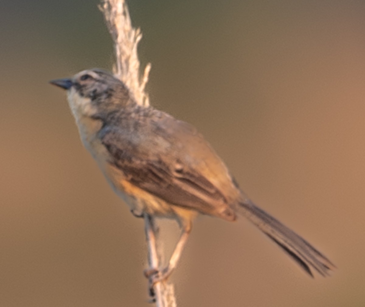 rørspurv - ML643992218