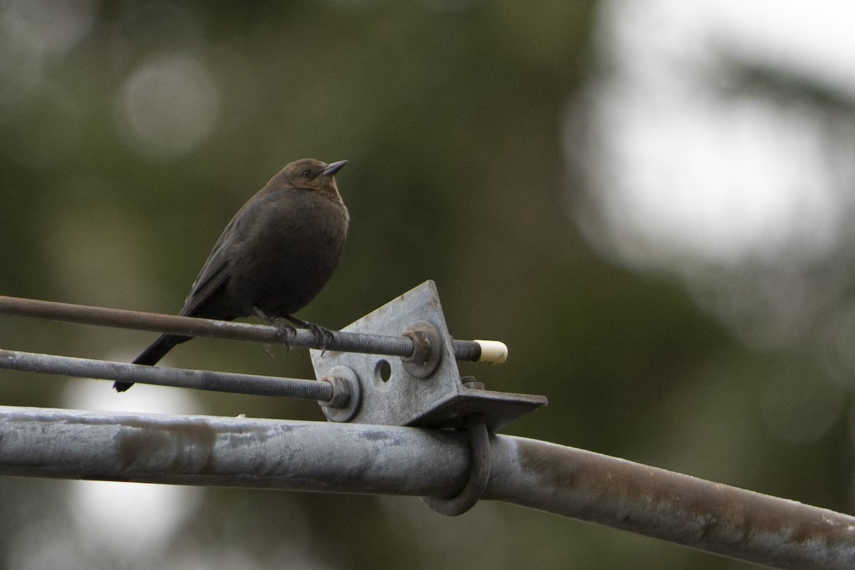 Brewer's Blackbird - ML643992219